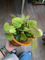 Peperomia plant, Ophalen of Verzenden, Overige soorten, Minder dan 100 cm
