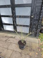 Amelanchier lammarcki €17,50, Tuin en Terras, Planten | Bomen, Overige soorten, Lente, 100 tot 250 cm, Ophalen