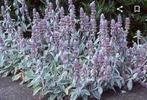 Ezelsoor,  Stachys byzantina, Bodembedekkers, Volle zon, Vaste plant, Ophalen of Verzenden