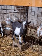 Leuke dwerg geitjes, Meerdere dieren, Geit