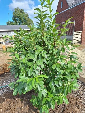laurierstruik beschikbaar voor biedingen