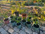 Planten van trachycarous winterharde palmboom, Ophalen, Vaste plant, Overige soorten, Volle zon