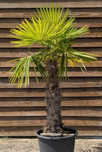 Palmboom beschikbaar voor biedingen