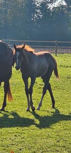 Te koop 2 merrieveulens en 1 hengstveulen, Dieren en Toebehoren, Paarden, Meerdere dieren, Minder dan 160 cm, Dressuurpaard, 0 tot 2 jaar