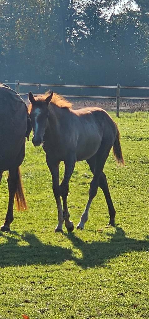 Te koop 2 merrieveulens en 1 hengstveulen, Dieren en Toebehoren, Paarden, Meerdere dieren, Minder dan 160 cm, 0 tot 2 jaar, Dressuurpaard