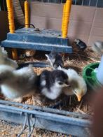 Leuke cochin krielkuikens,krul en glad, Dieren en Toebehoren, Pluimvee, Meerdere dieren, Kip