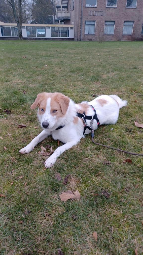 Knappe Angel, Dieren en Toebehoren, Honden | Niet-rashonden, Middel, Teef, Particulier, Eén hond, Buitenland, 1 tot 2 jaar, HCC (leverziekte)