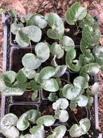 Mansoor Asarum europaeum, Ophalen of Verzenden, Bodembedekkers, Halfschaduw