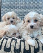 Malitpoo pups, maltezer x toy poedel, Overige rassen, CDV (hondenziekte), 8 tot 15 weken, Meerdere