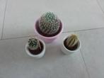 3 cactus plantjes samen, Minder dan 100 cm, Halfschaduw, Ophalen of Verzenden, In pot