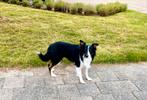 Border collie tricolor dekreu, Dieren en Toebehoren, Honden | Dekreuen, Particulier, Rabiës (hondsdolheid), 3 tot 5 jaar, Reu