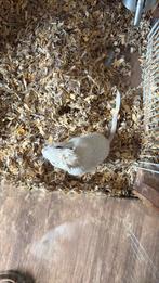 Gerbil pups, Dieren en Toebehoren, Knaagdieren, Rat, Vrouwelijk, Mei, Tam