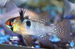 Mikrogeophagus ramirezi "Asia", Vis, Zoetwatervis