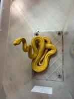 Retic SD albino het anery 1.0, Dieren en Toebehoren, Slang, 3 tot 6 jaar