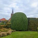 Hovenier – Tuinaanleg, Onderhoud & Boomverzorging., Garantie, Tuinonderhoud of Snoeiwerk