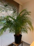 Kamerplant palm, Groene kamerplant, Ophalen of Verzenden, Halfschaduw, 150 tot 200 cm