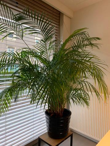 Kamerplant palm beschikbaar voor biedingen