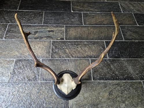 Leuk Herten Gewei Op Schild Jacht Mancave Landelijk c76, Verzamelen, Dierenverzamelingen, Gewei of Kop, Hert, Ophalen of Verzenden