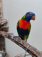 Rainbow Lori, Mannelijk, Papegaai