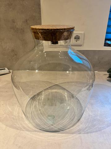 Terrarium voor plant beschikbaar voor biedingen