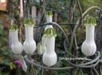 Veel planten GARAGESALE GOIRLE OP 7 SEPTEMBER, Ophalen, Overige soorten, Minder dan 100 cm