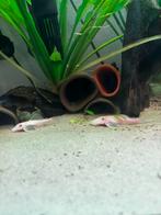 8x Volwassen groep Snow white Ancistrus, Vis
