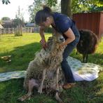 Schapen scheren / hoeven / trailer / registratie etc., Diensten en Vakmensen, Dieren | Overige | Verzorging, Oppas en Les, Komt aan huis