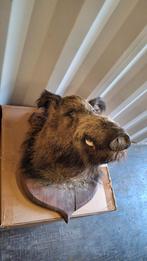 Wildzwijn taxidermi, Ophalen of Verzenden, Zo goed als nieuw