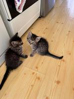 Maine coon/europese korthaar kruising kittens, Meerdere dieren