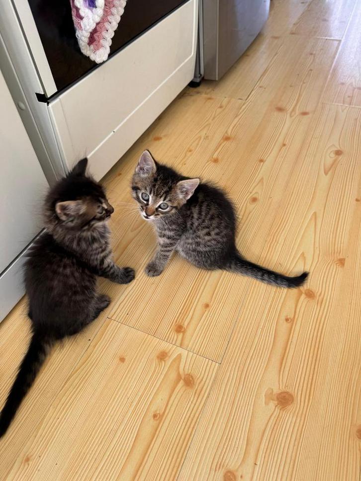 “Maine coon/britse’europese, korthaar kruising kittens, Dieren en Toebehoren, Katten en Kittens | Raskatten | Langhaar, Meerdere dieren