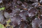 Rode beuken fagus, Tuin en Terras, Ophalen, Beukenhaag, 100 tot 250 cm