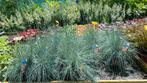 DIV Siergrassen in 17 cm pot , volle struiken, Tuin en Terras, Ophalen