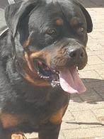 Staat ter dekking mooie Rottweiler Reu, Dieren en Toebehoren, Rabiës (hondsdolheid), Reu, Meerdere, 3 tot 5 jaar