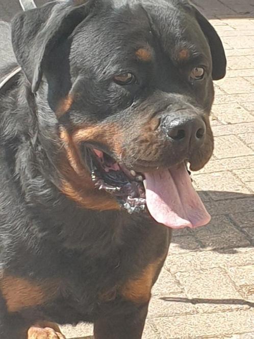 Staat ter dekking mooie Rottweiler Reu, Dieren en Toebehoren, Honden | Dekreuen, Reu, Particulier, Meerdere, Nederland, 3 tot 5 jaar