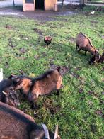 Dwerggeiten bok, Dieren en Toebehoren, Mannelijk, Geit