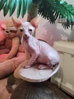 Sphynx kittens, Meerdere dieren, Gechipt, 0 tot 2 jaar