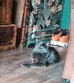 Maine coon dekkater blue solid uit Rusland met stamboom, Dieren en Toebehoren, Katten en Kittens | Dekkaters