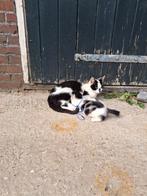 Boerderijkittens, Dieren en Toebehoren, Katten en Kittens | Overige Katten, Kater