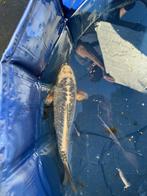 Kikokuryu Japanse koi, Karper of Koi