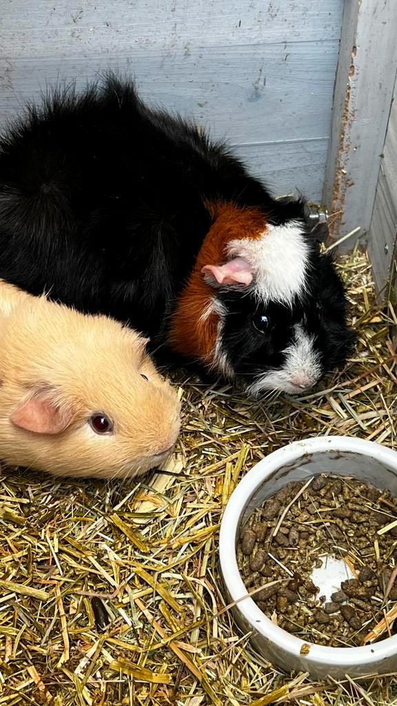 Cavia Beertjes, Dieren en Toebehoren, Knaagdieren, Mannelijk, Cavia, Juli, Tam