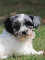 Mooie Boomer pups, Dieren en Toebehoren, Honden | Chihuahua's en Gezelschapshonden, Nederland, Overige rassen, 8 tot 15 weken