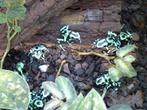 gifkikkers,dendrobates auratus, Dieren en Toebehoren, Reptielen en Amfibieën, Amfibie, 0 tot 2 jaar