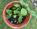 3 Vingerhoedskruid Planten, Ophalen of Verzenden