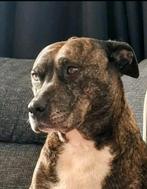 Goed huis gezocht voor Luna., 6 jaar of ouder, Teef, Eén hond, Nederland