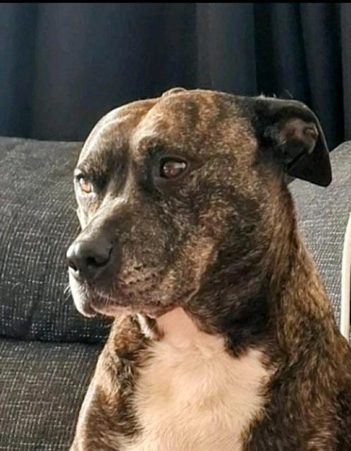 Goed huis gezocht voor Luna., Dieren en Toebehoren, Honden | Niet-rashonden, Teef, Particulier, Eén hond, Nederland, 6 jaar of ouder