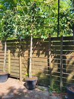 Leibomen prunus Novita, Ophalen, In pot