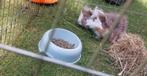2 jonge cavia's inclusief hok en accessoires, Mei, Mannelijk, Cavia