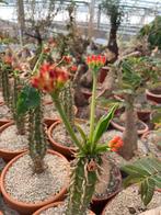 Caudex Euphorbia Viguieri inheems soort uit Madagaskar., Overige soorten, Ophalen of Verzenden, In pot, Minder dan 100 cm