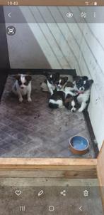 Vlinderhondjes, Overige rassen, 8 tot 15 weken, CDV (hondenziekte), Meerdere