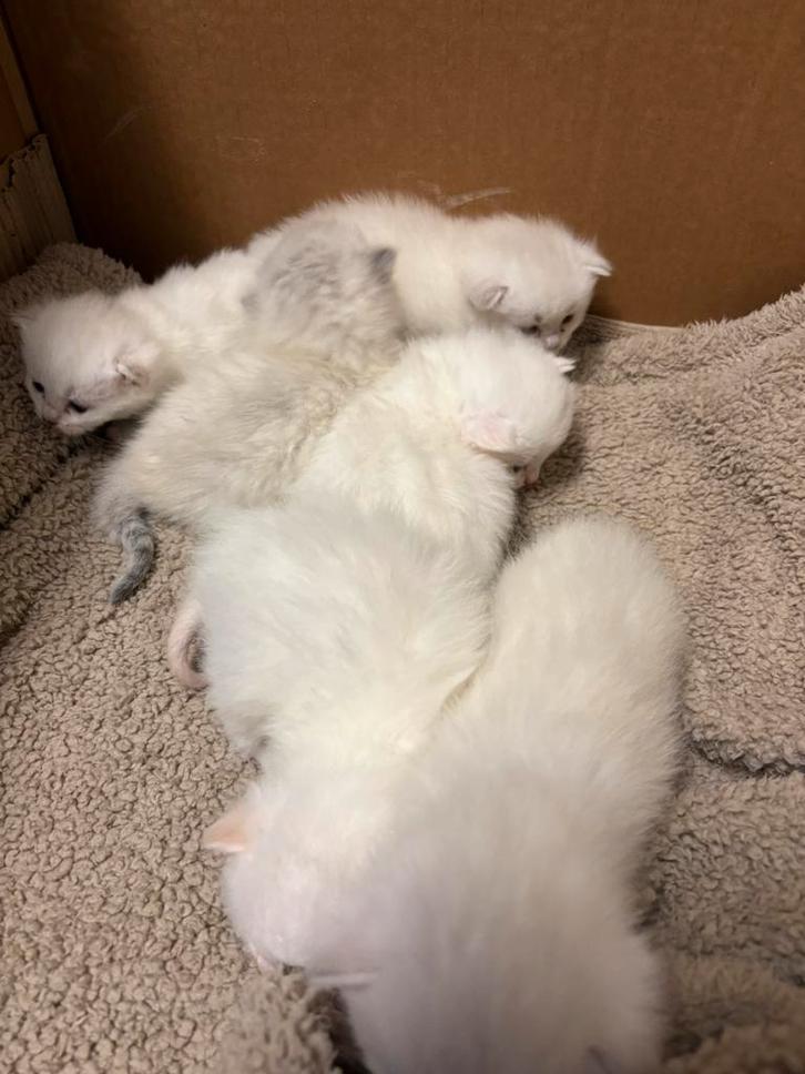 Prachtig nestje Brits Korthaar kittens, Dieren en Toebehoren, Katten en Kittens | Raskatten | Korthaar, Meerdere dieren, Ontwormd